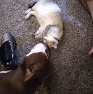 Meet your Posher, Josh